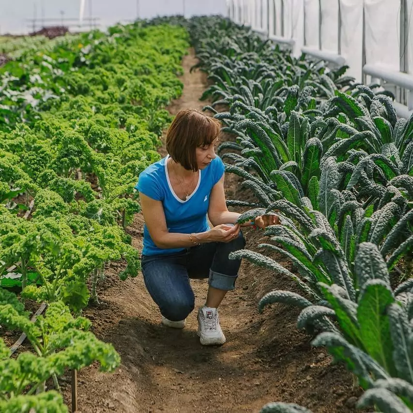 image of green lettuce and other