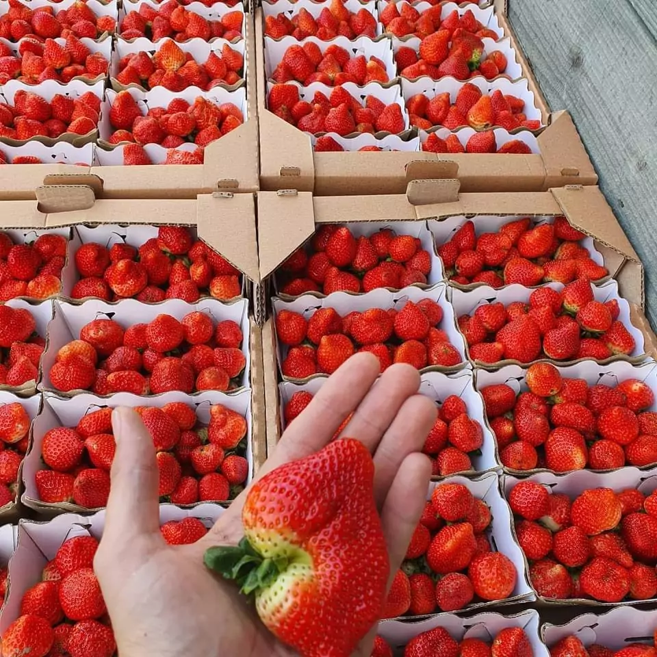 image of strawberries in boxes